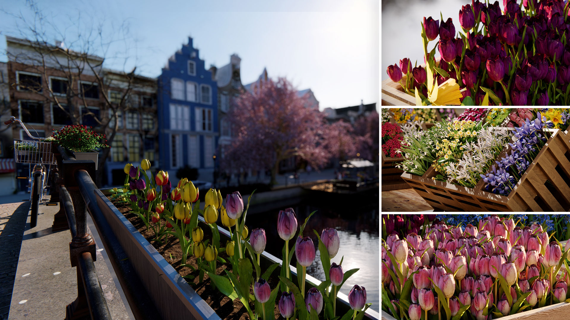 Amsterdam mùa xuân hoa nở Amsterdam mùa xuân hoa nở