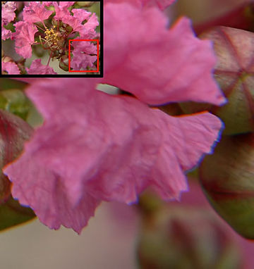 Example of Chromatic Abberation in Photography